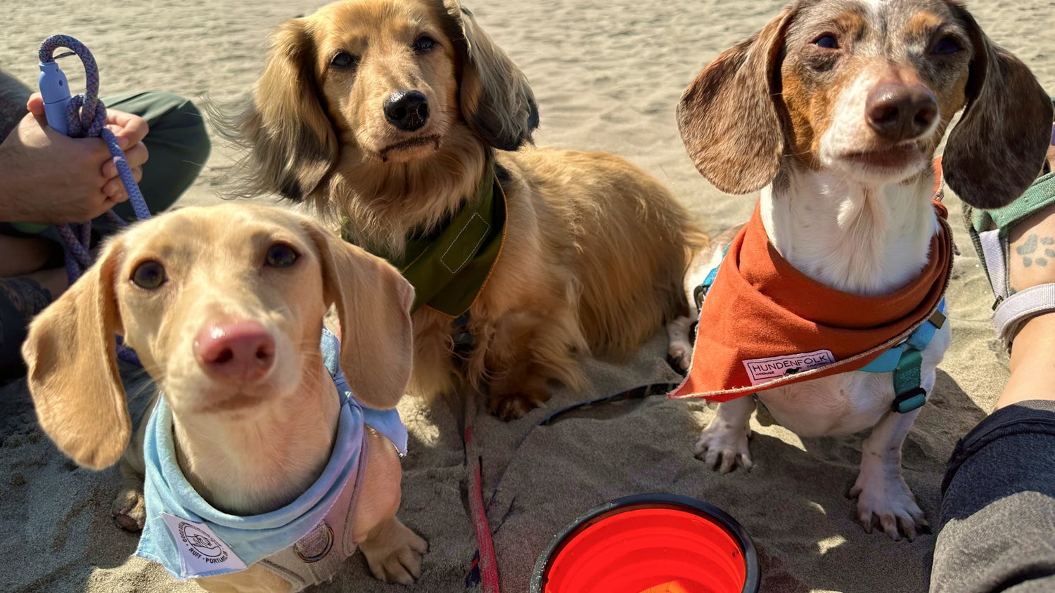 Dog Stuff