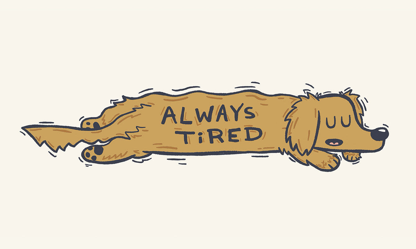 A Decade of Trying — On pet portraits, creative obsession, and not stopping.