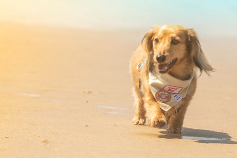 Good Boy - Dog Merit Badge