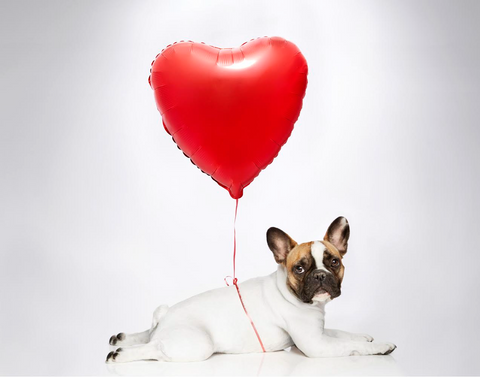 Frenchie with Balloon