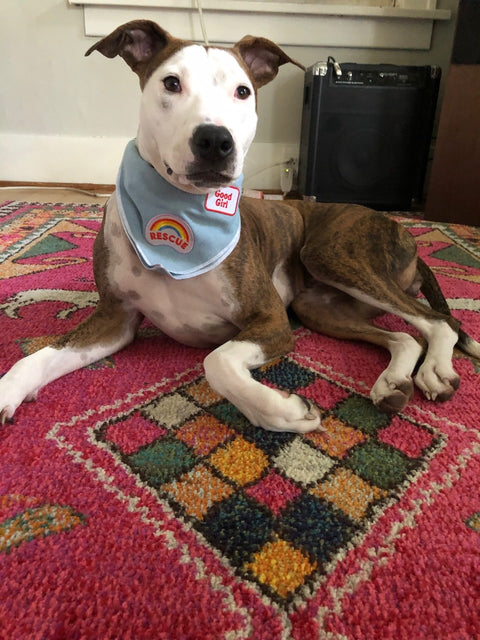 Rescue - Dog Merit Badge